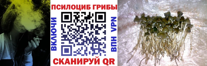 kraken онион  наркотики  Артём  Псилоцибиновые грибы MAGIC MUSHROOMS 